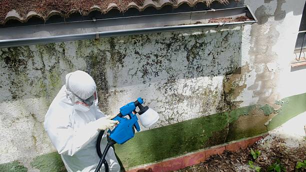 Trusted Mold Inspection service in Empire, MI - Cheap Mold Removal